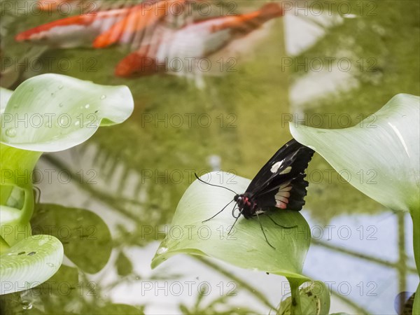 Butterfly on leaf over Koi pond