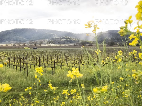 Yellow flowers near vineyard
