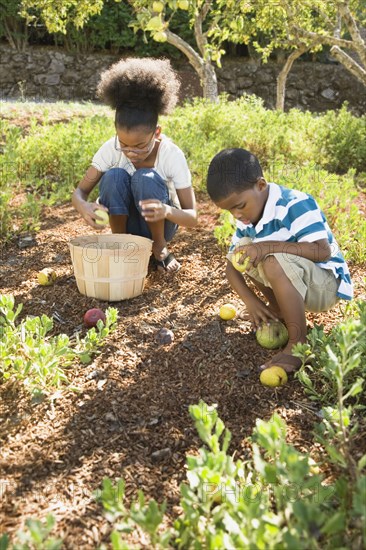 Mixed race brother and sister gathering apples