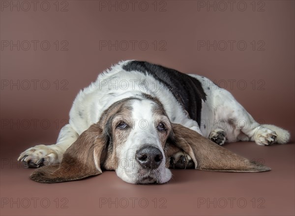 Portrait of dog laying on floor