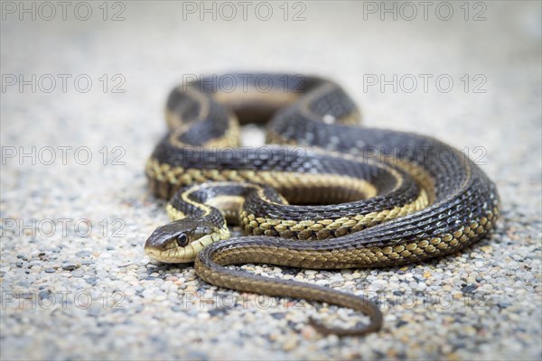 Portrait of snake