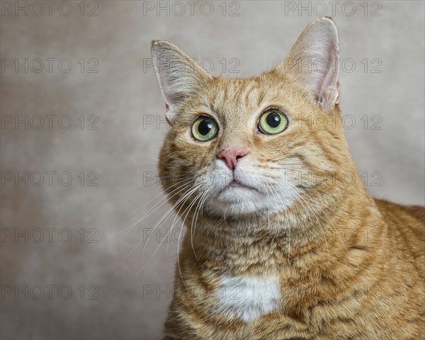 Portrait of cat