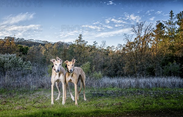 Portrait of dogs in field