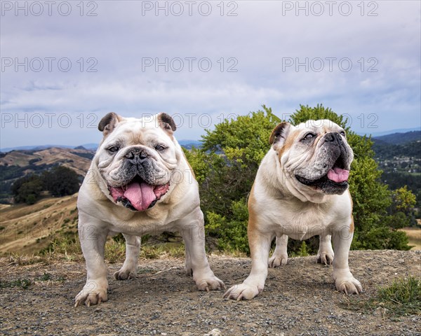 Portrait of dogs standing on hill