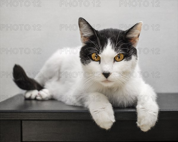 Portrait of cat laying on table