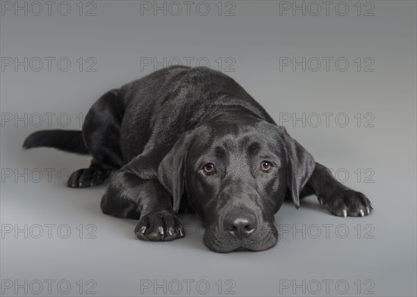 Portrait of dog laying on floor