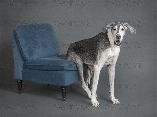 Portrait of dog sitting on chair