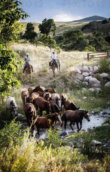 Caucasian cowboys herding horses across creek