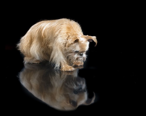 Dog staring at reflection on floor