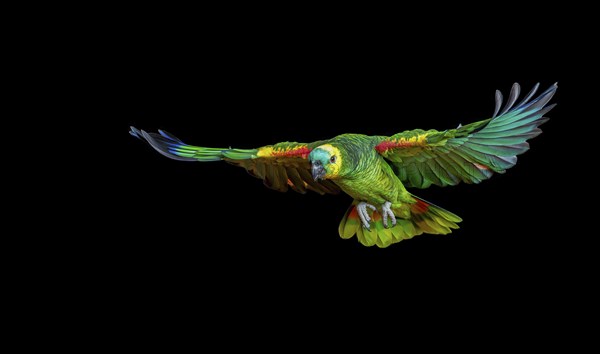 Colorful parrot flying