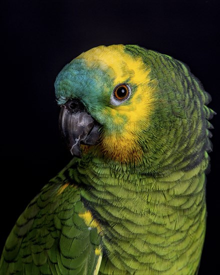 Portrait of colorful parrot