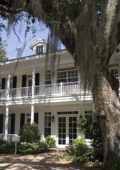 Large tree outside plantation house