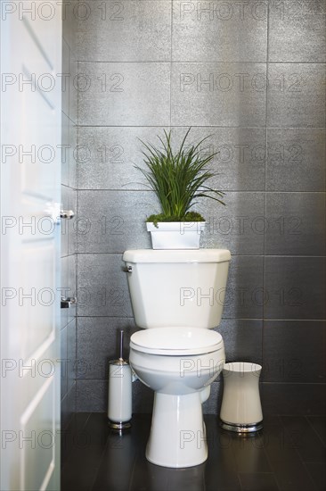 Potted plant above toilet