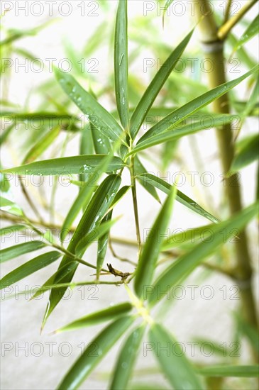 Selective focus of leaves