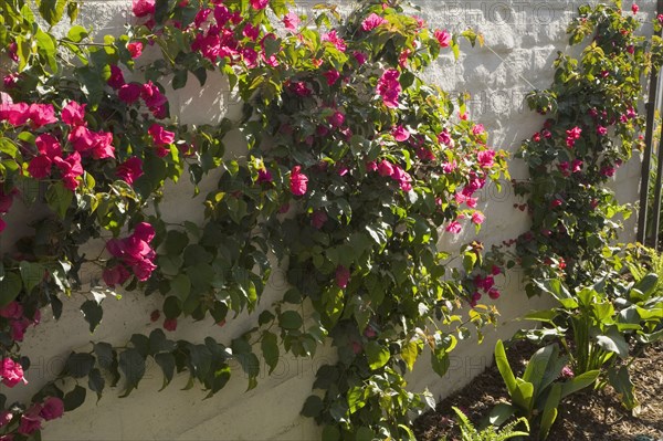 Flowers Covering Brick Wall