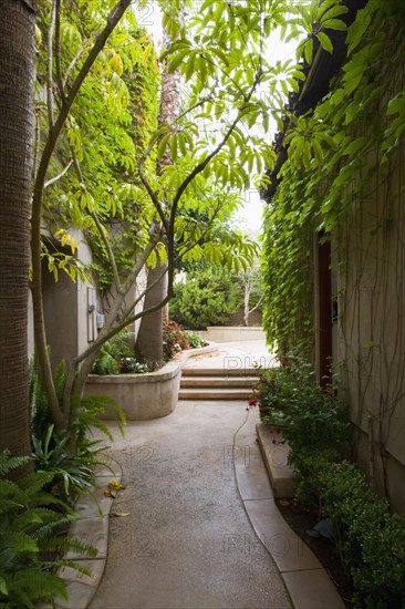 Vignette of pathway through foliage.