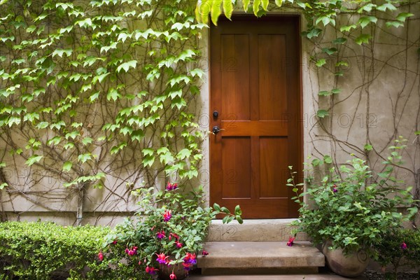 Detail of wooden door next to wall with ivy.