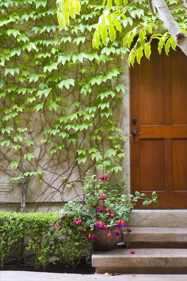 Detail of wooden door with ivy covered wall.