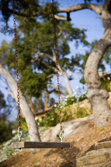 Wooden swing hanging from a large oak tree