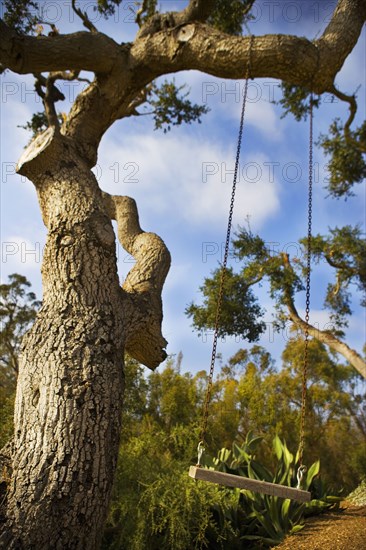 Wooden swing hanging from a large oak tree