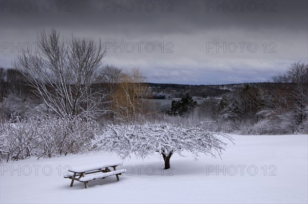 Bench by tree covered under snow in park on cold winter day