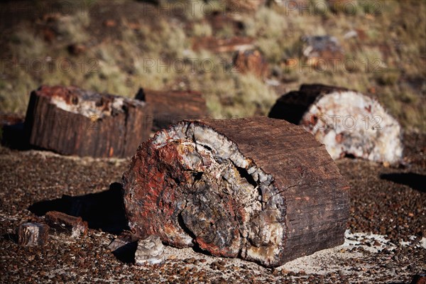 Close up of petrified stumps