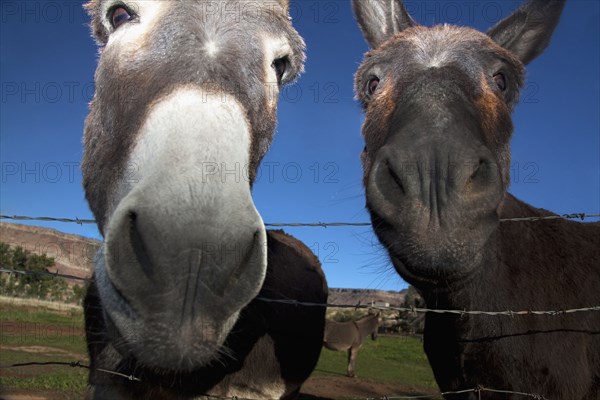 Close up of donkeys at barbed wire fence