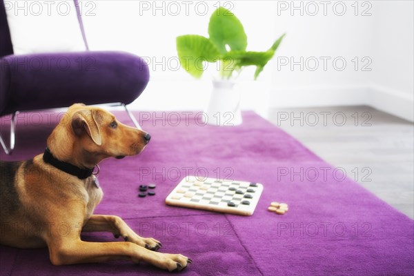 Dog laying near chess board in living room
