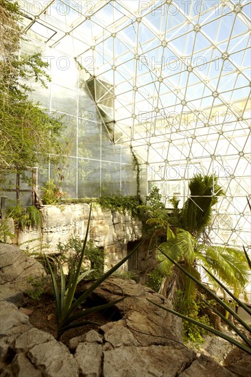 Plants growing in greenhouse