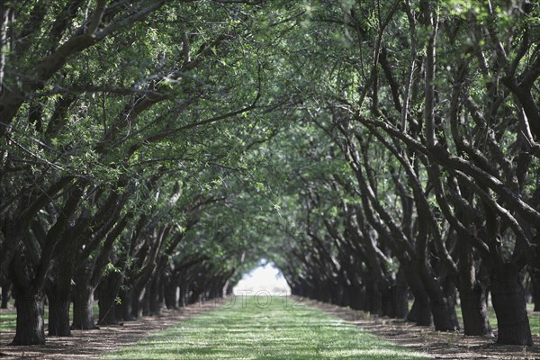 Trees arching over rural path