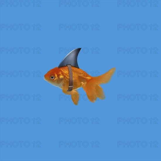 Goldfish wearing shark fin