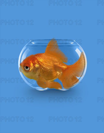 Goldfish swimming in tiny bowl