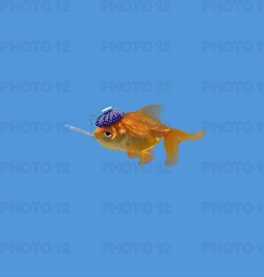 Goldfish with thermometer and hot compress