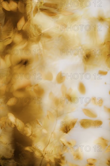 Blurred view of autumn leaves