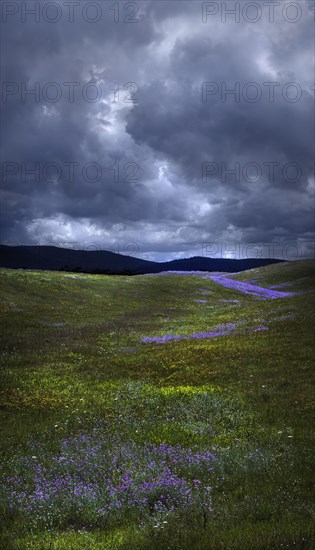 Flowers growing in rural field under storm clouds