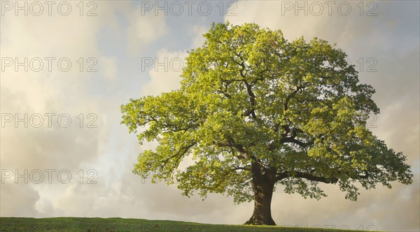 Tree growing on rural hillside