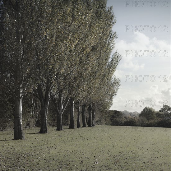 Trees growing in line in rural field