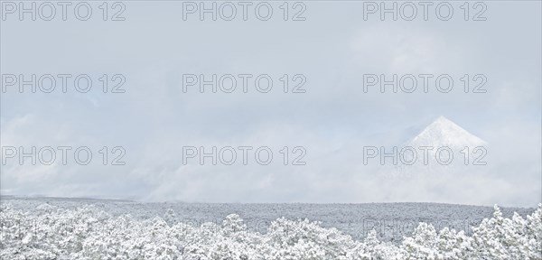 Trees in snowy landscape