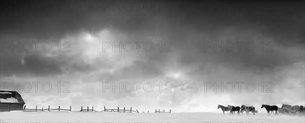 Horses and wooden fence in snowy landscape