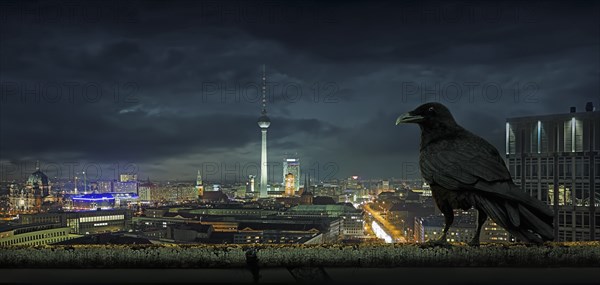 Crow overlooking cityscape
