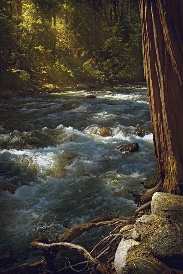 Water rushing over rocks in rural river