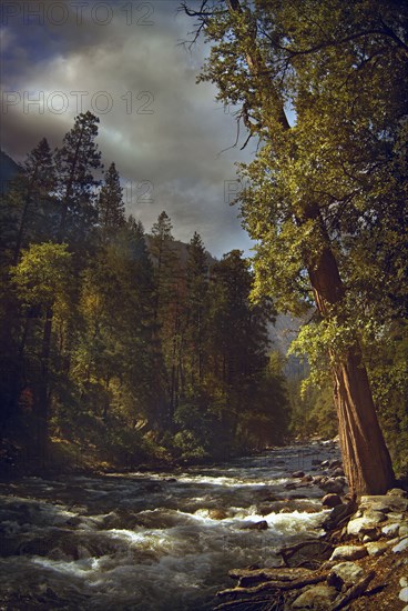 Trees and hillside by rural river