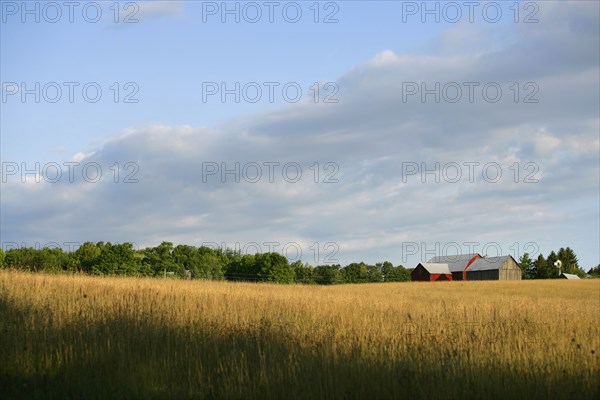 Field of wheat under blue sky