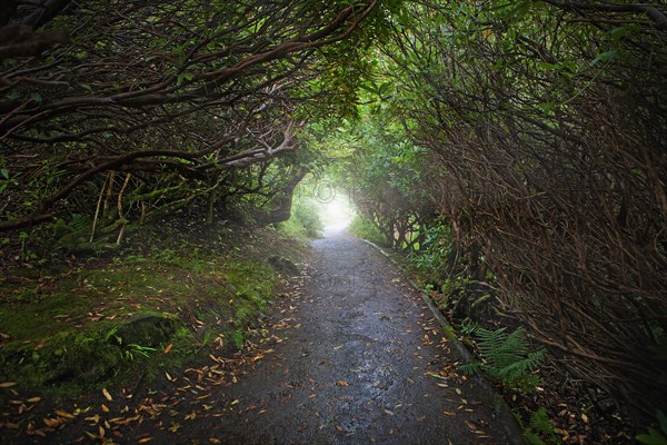 Paved road in forest