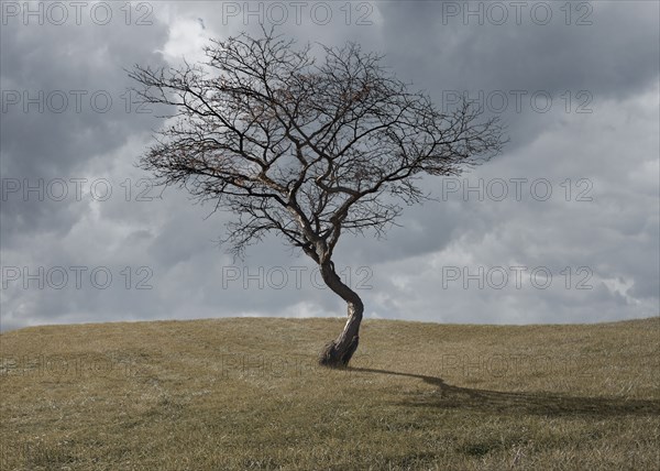 Bare tree growing in rural landscape