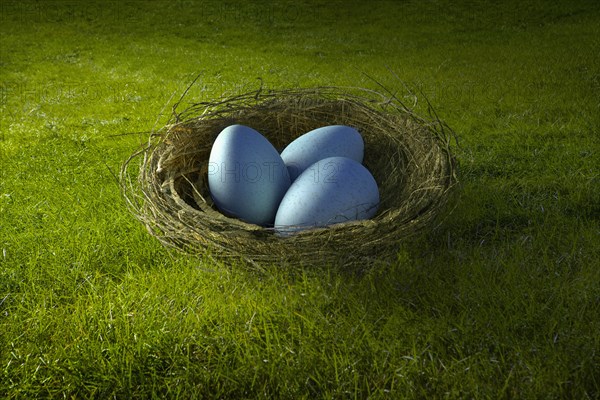 Blue eggs in bird's nest