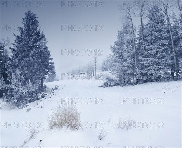 Snowy landscape