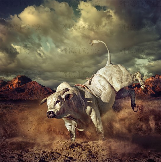 Bucking bull kicking dirt in desert