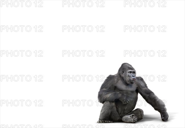 Gorilla sitting in studio