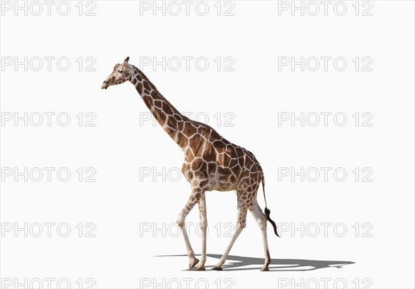 Giraffe walking in studio